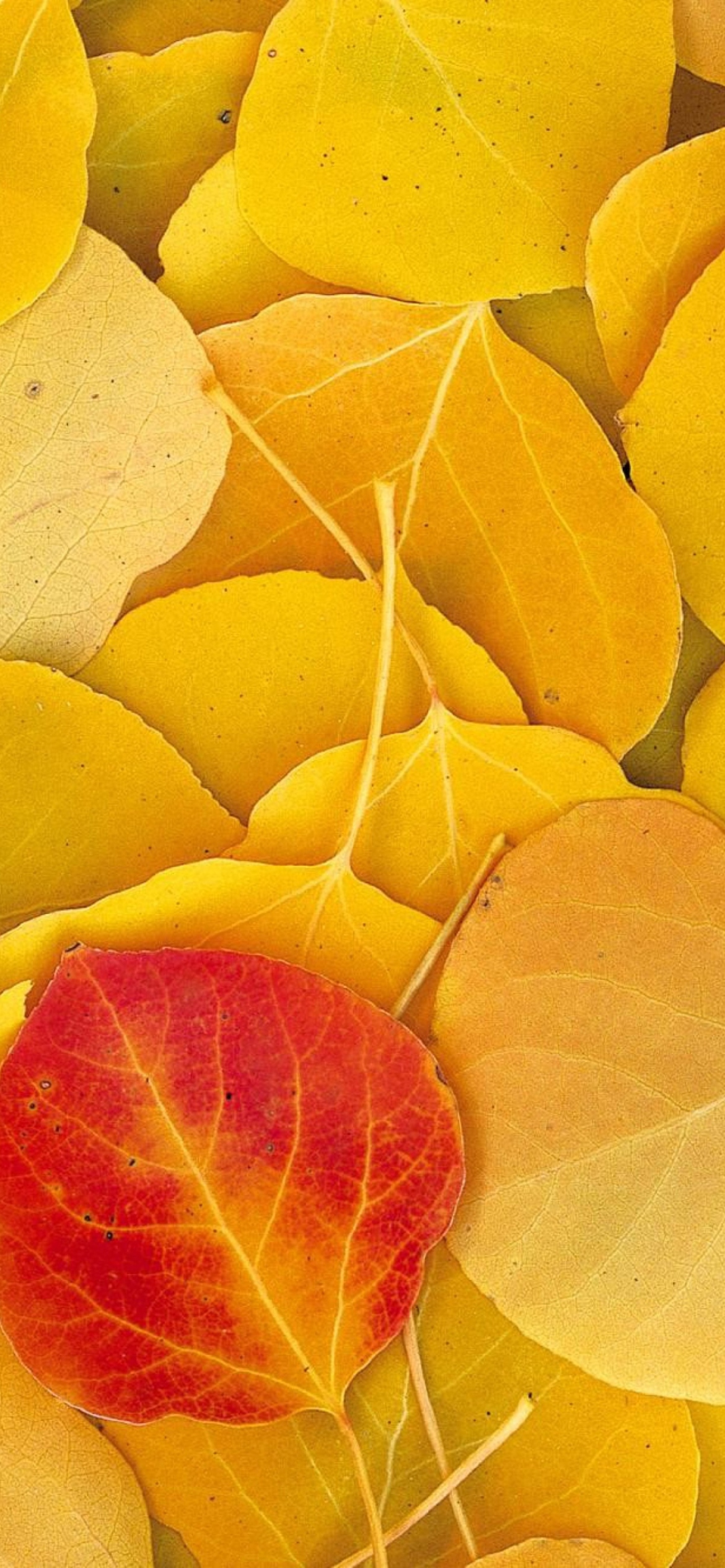 Red Leaf On Yellow Leaves wallpaper 1170x2532