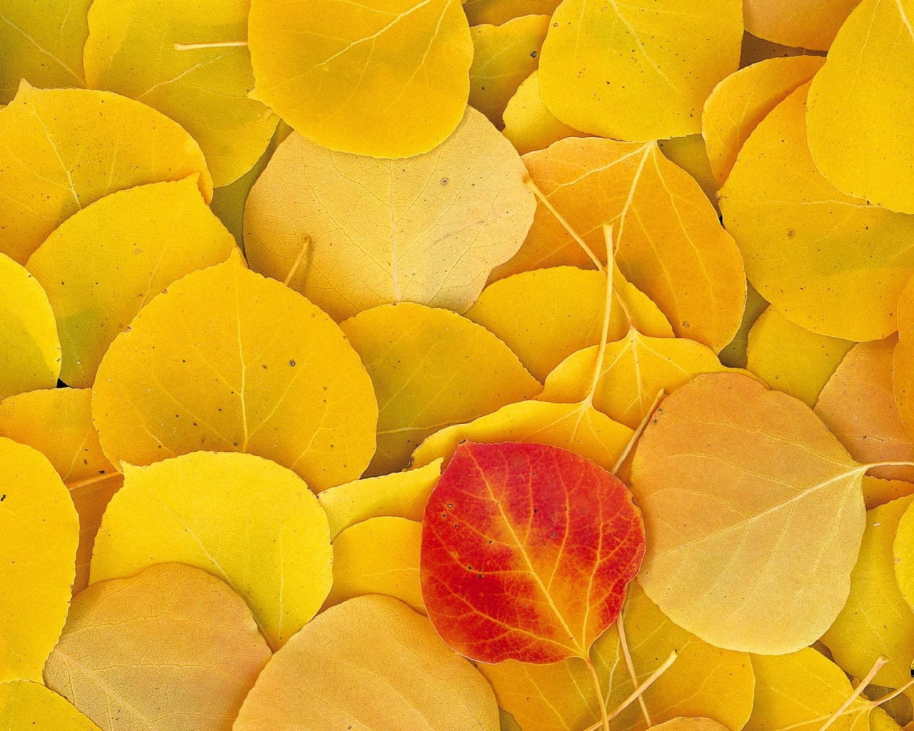 Screenshot №1 pro téma Red Leaf On Yellow Leaves 1280x1024
