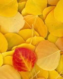 Red Leaf On Yellow Leaves wallpaper 128x160