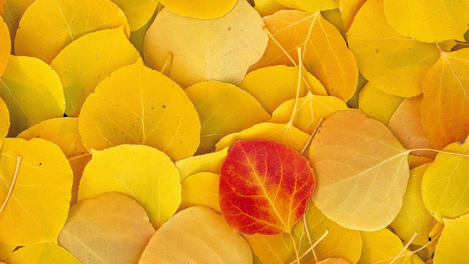 Red Leaf On Yellow Leaves wallpaper 1600x900