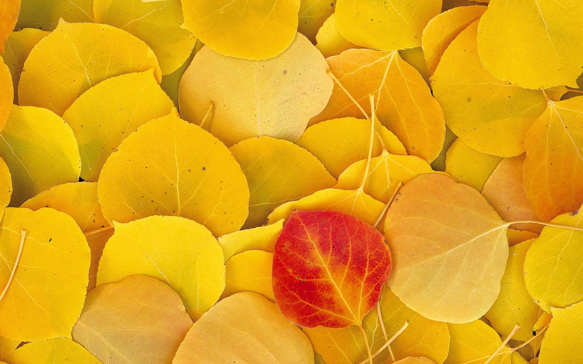 Red Leaf On Yellow Leaves screenshot #1 1920x1200