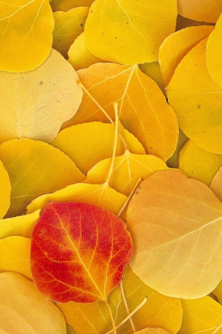 Das Red Leaf On Yellow Leaves Wallpaper 320x480