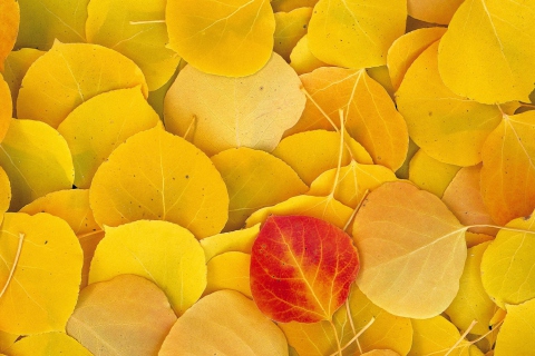 Обои Red Leaf On Yellow Leaves 480x320