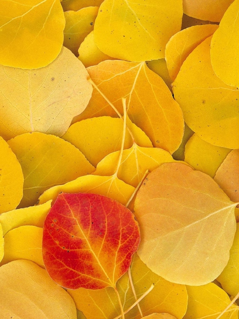 Red Leaf On Yellow Leaves wallpaper 480x640