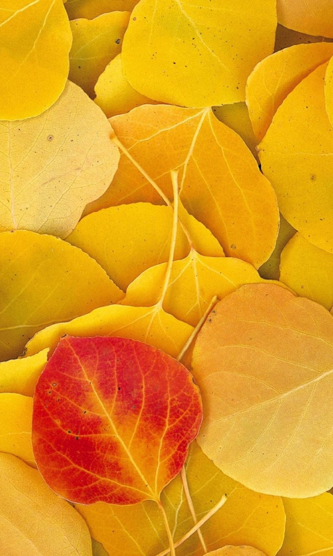 Red Leaf On Yellow Leaves wallpaper 480x800