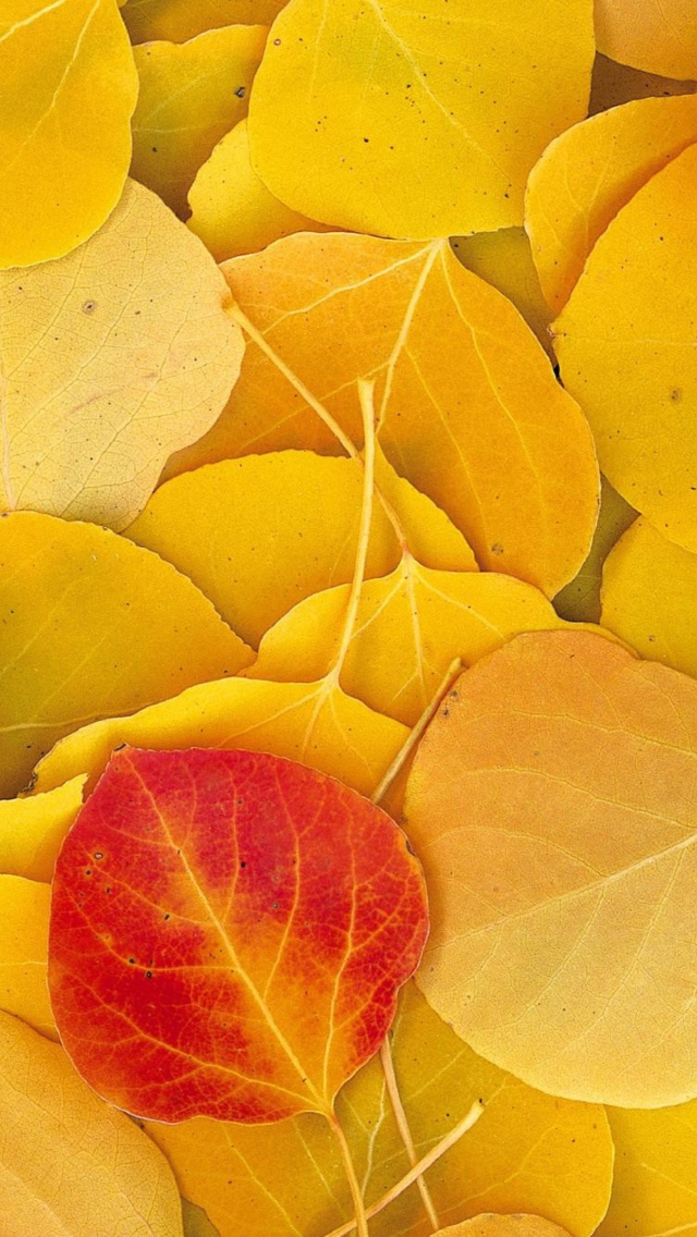 Das Red Leaf On Yellow Leaves Wallpaper 640x1136