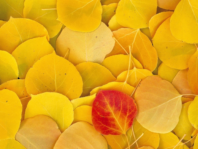 Das Red Leaf On Yellow Leaves Wallpaper 640x480