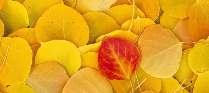 Red Leaf On Yellow Leaves wallpaper 720x320