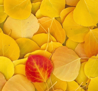Kostenloses Red Leaf On Yellow Leaves Wallpaper für 1024x1024