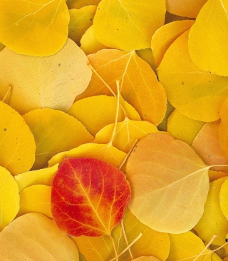 Kostenloses Red Leaf On Yellow Leaves Wallpaper für HTC Trophy