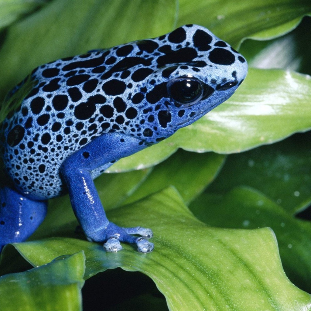 Das Blue Frog Wallpaper 1024x1024