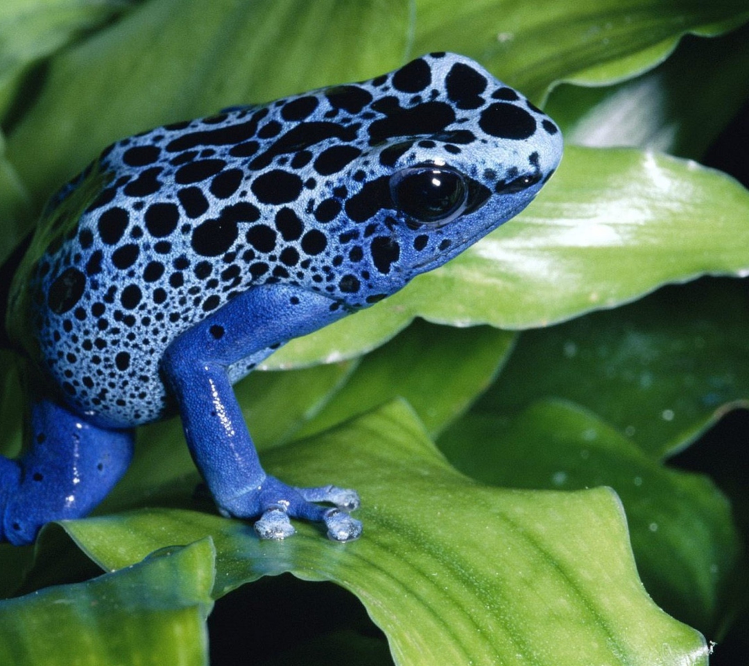 Das Blue Frog Wallpaper 1080x960