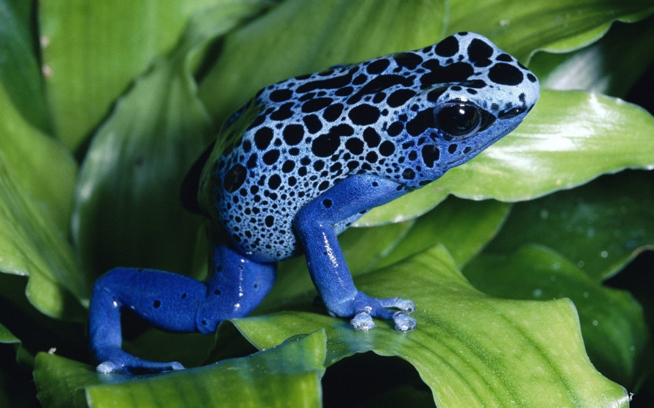 Blue Frog wallpaper 1280x800