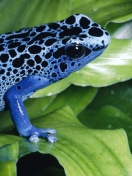 Das Blue Frog Wallpaper 132x176