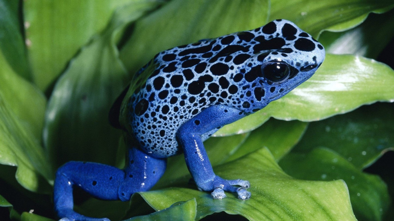 Blue Frog wallpaper 1366x768