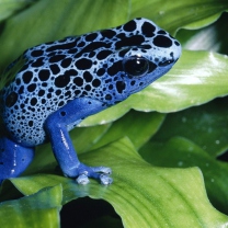 Das Blue Frog Wallpaper 208x208