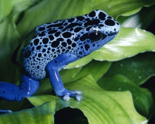 Fondo de pantalla Blue Frog 220x176