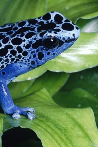 Sfondi Blue Frog 320x480
