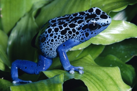 Das Blue Frog Wallpaper 480x320