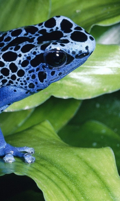 Fondo de pantalla Blue Frog 480x800