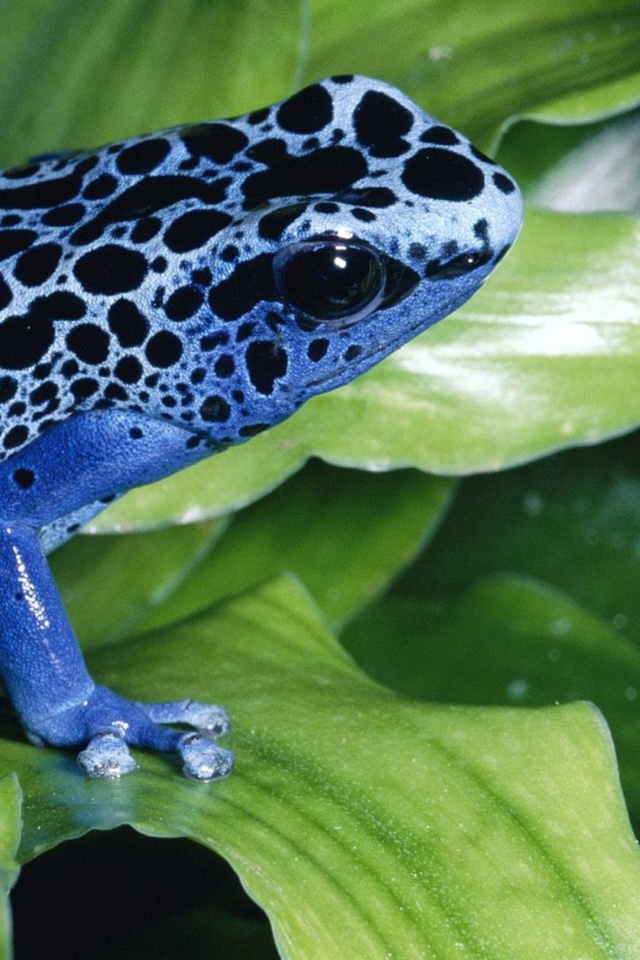 Blue Frog wallpaper 640x960