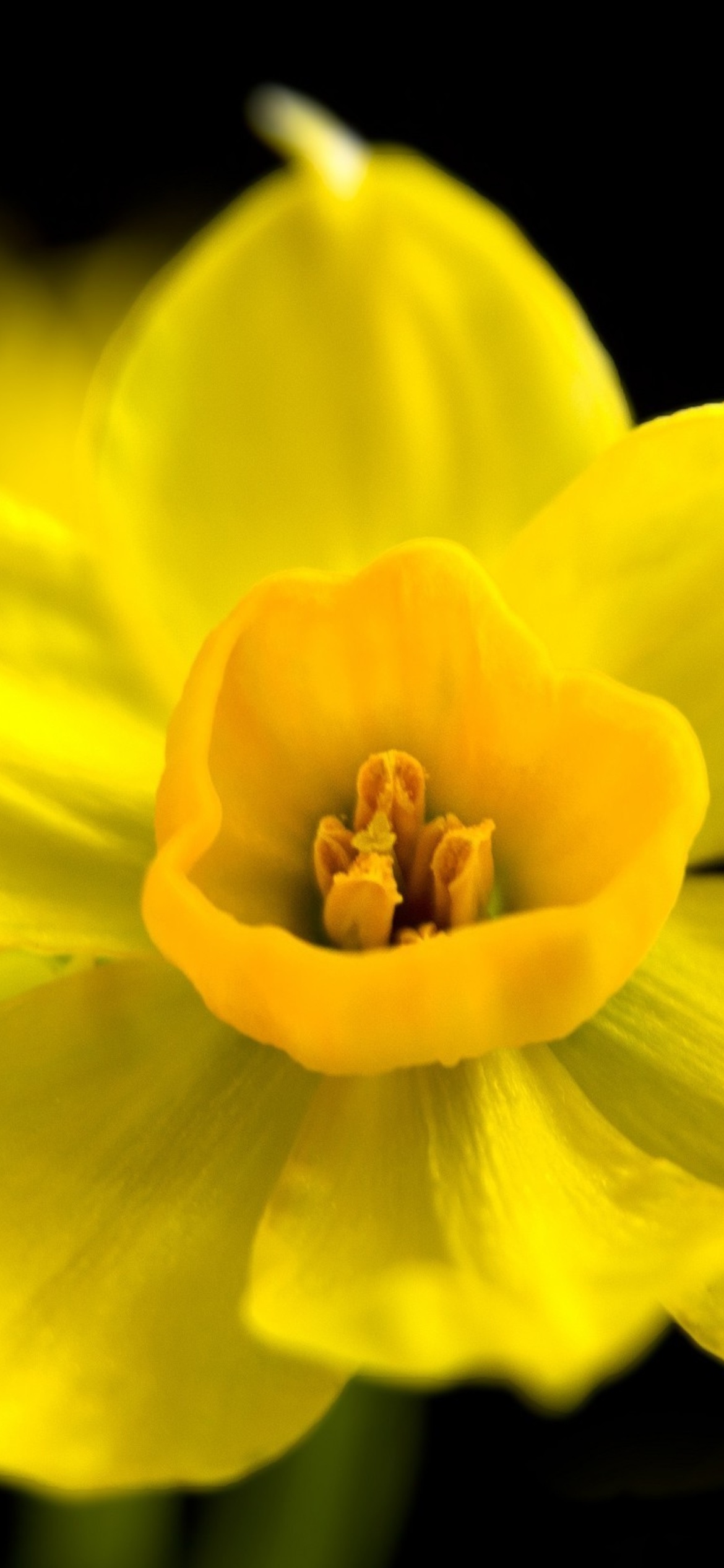 Sfondi Yellow narcissus 1170x2532