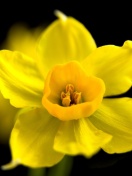 Yellow narcissus screenshot #1 132x176