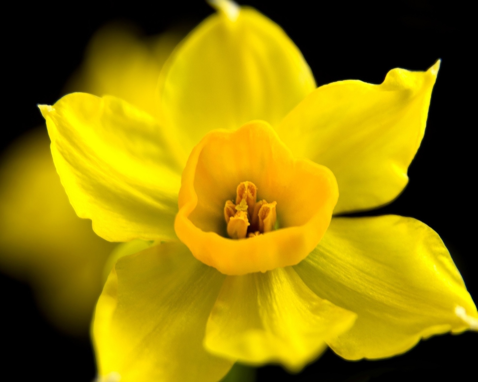 Обои Yellow narcissus 1600x1280