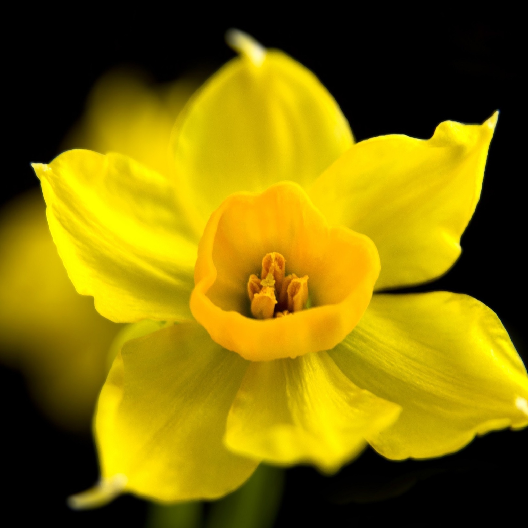 Обои Yellow narcissus 2048x2048