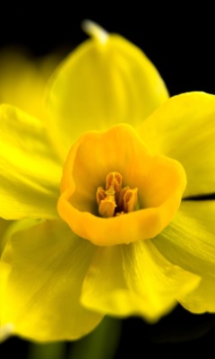 Обои Yellow narcissus 240x400