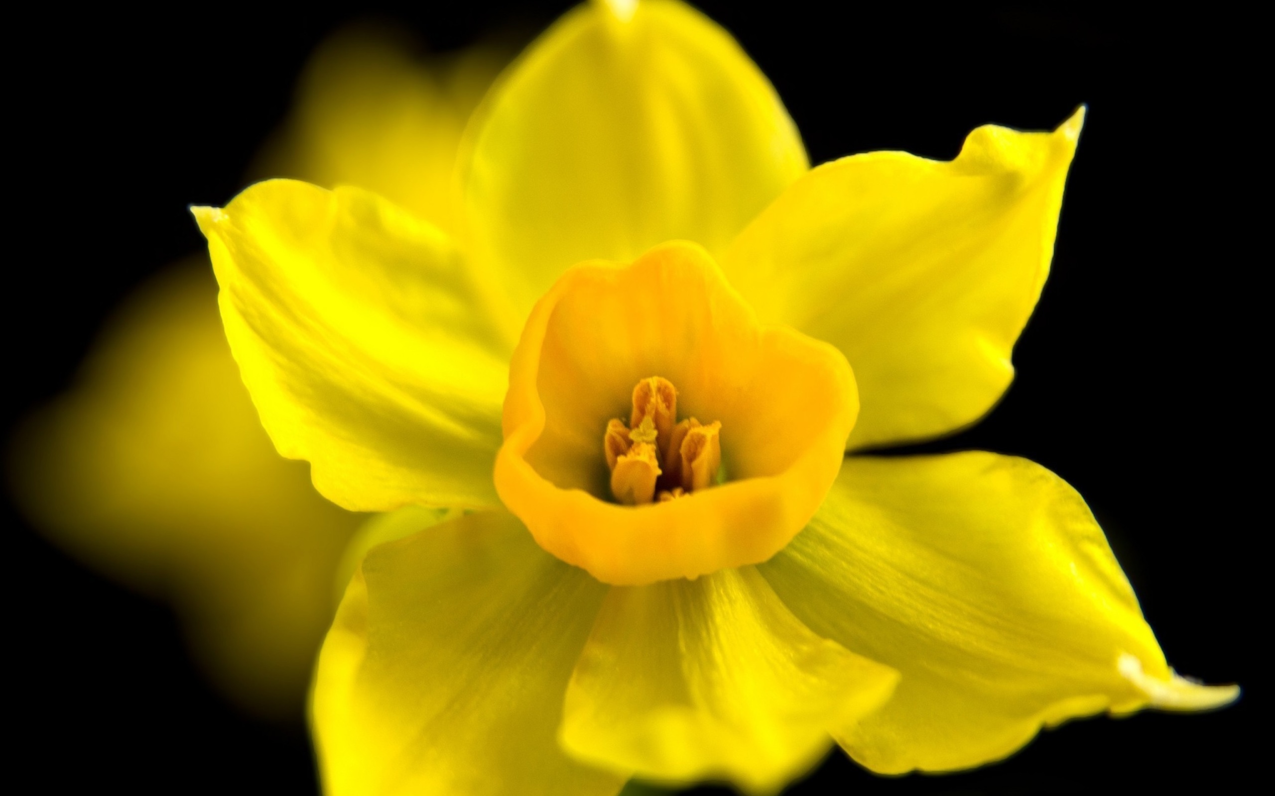 Обои Yellow narcissus 2560x1600