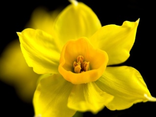 Yellow narcissus wallpaper 320x240