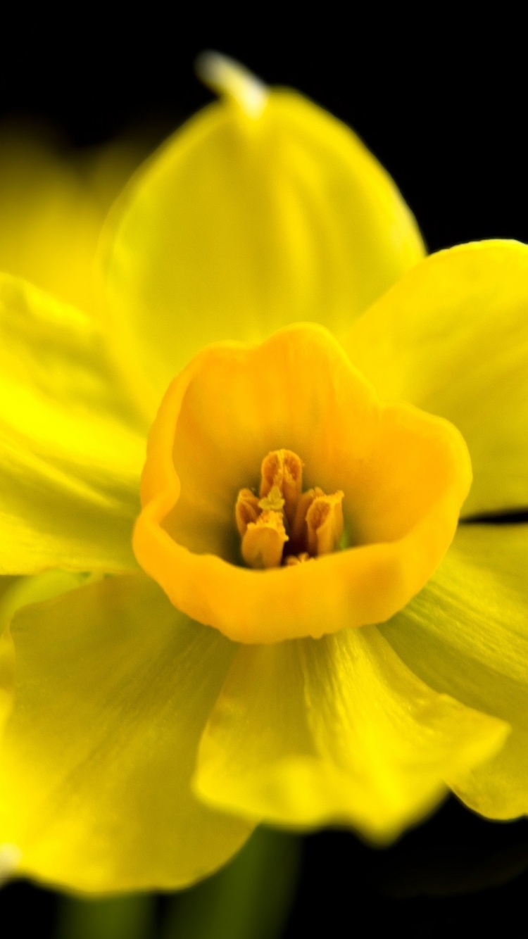 Yellow narcissus screenshot #1 750x1334
