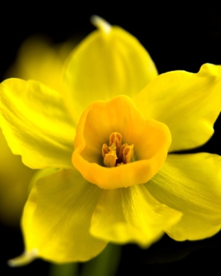 Yellow narcissus Background for 240x320