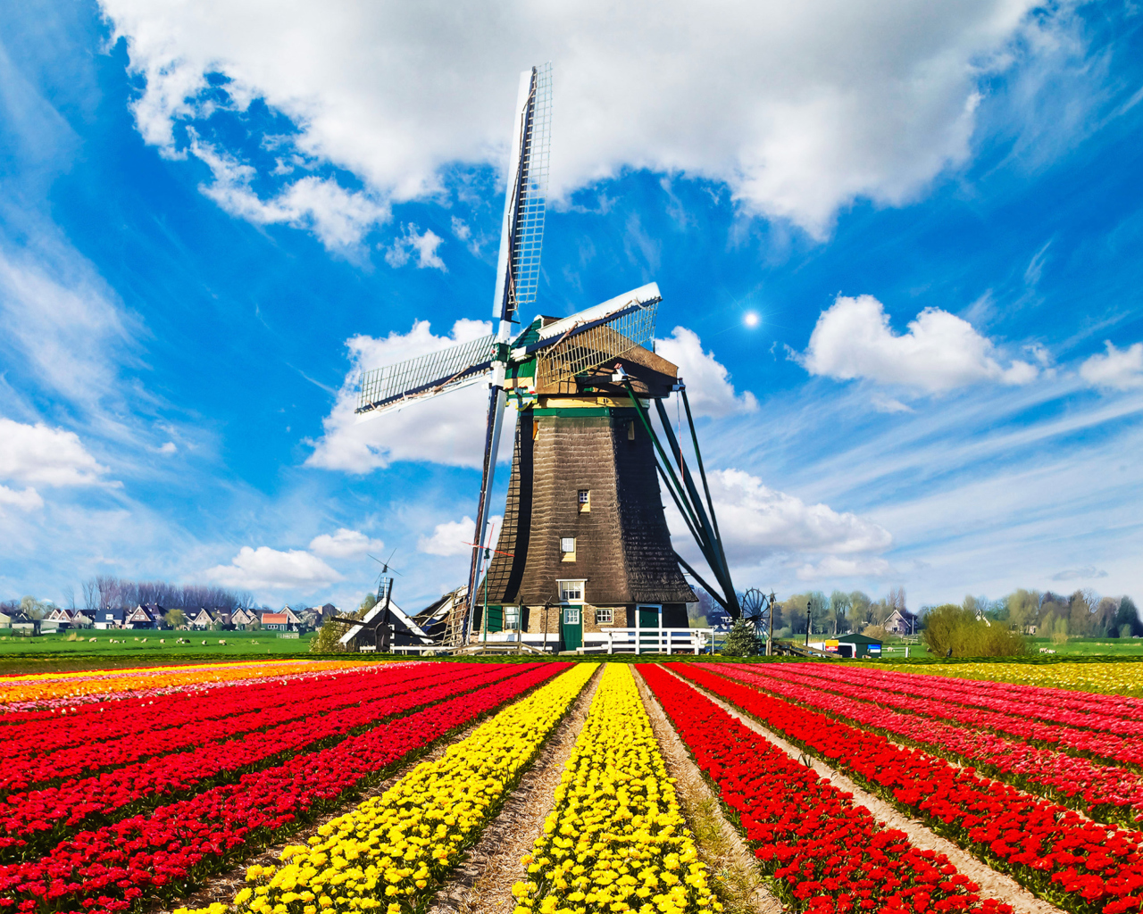 Sfondi Tulips Field In Holland HD 1280x1024