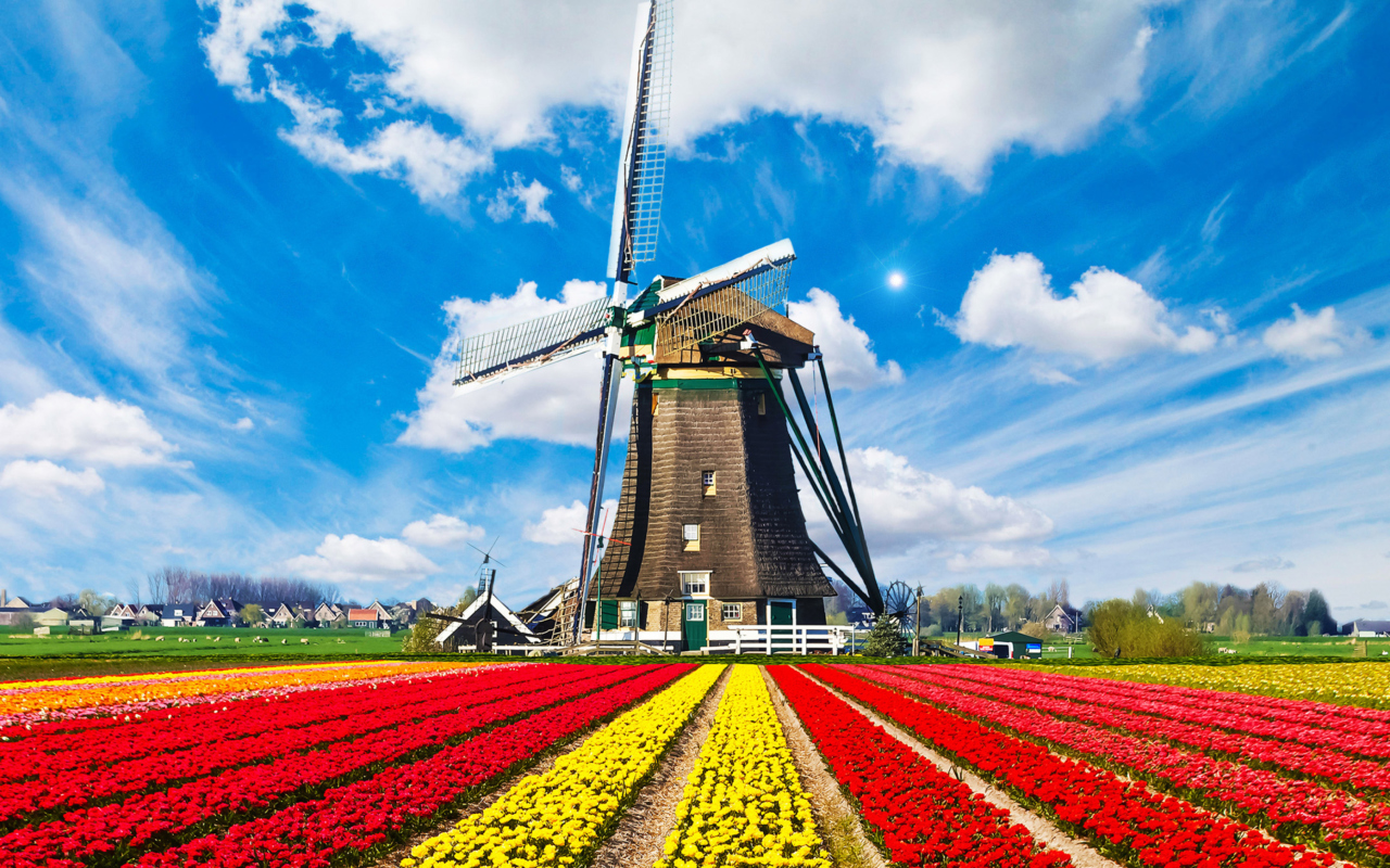 Обои Tulips Field In Holland HD 1280x800