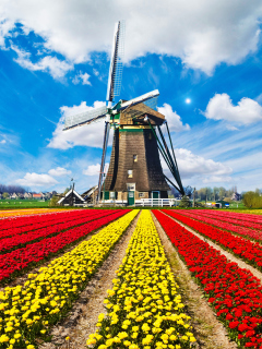Обои Tulips Field In Holland HD 240x320