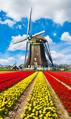 Tulips Field In Holland HD wallpaper 240x400