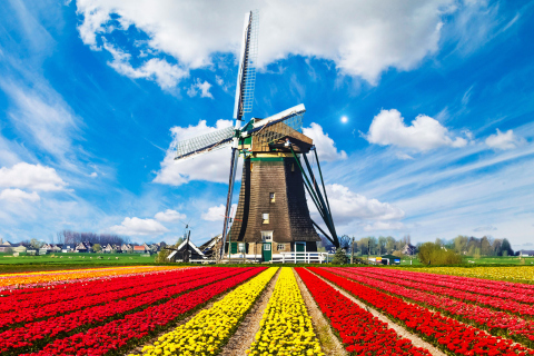 Обои Tulips Field In Holland HD 480x320
