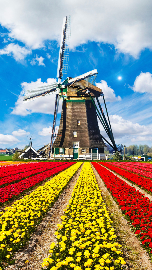 Fondo de pantalla Tulips Field In Holland HD 640x1136