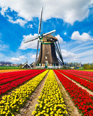 Tulips Field In Holland HD - Obrázkek zdarma pro Nokia Lumia 1520