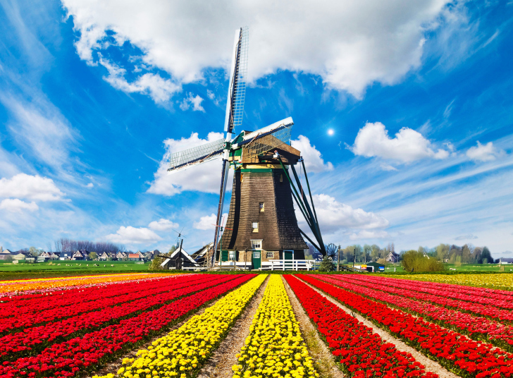 Tulips Field In Holland HD wallpaper