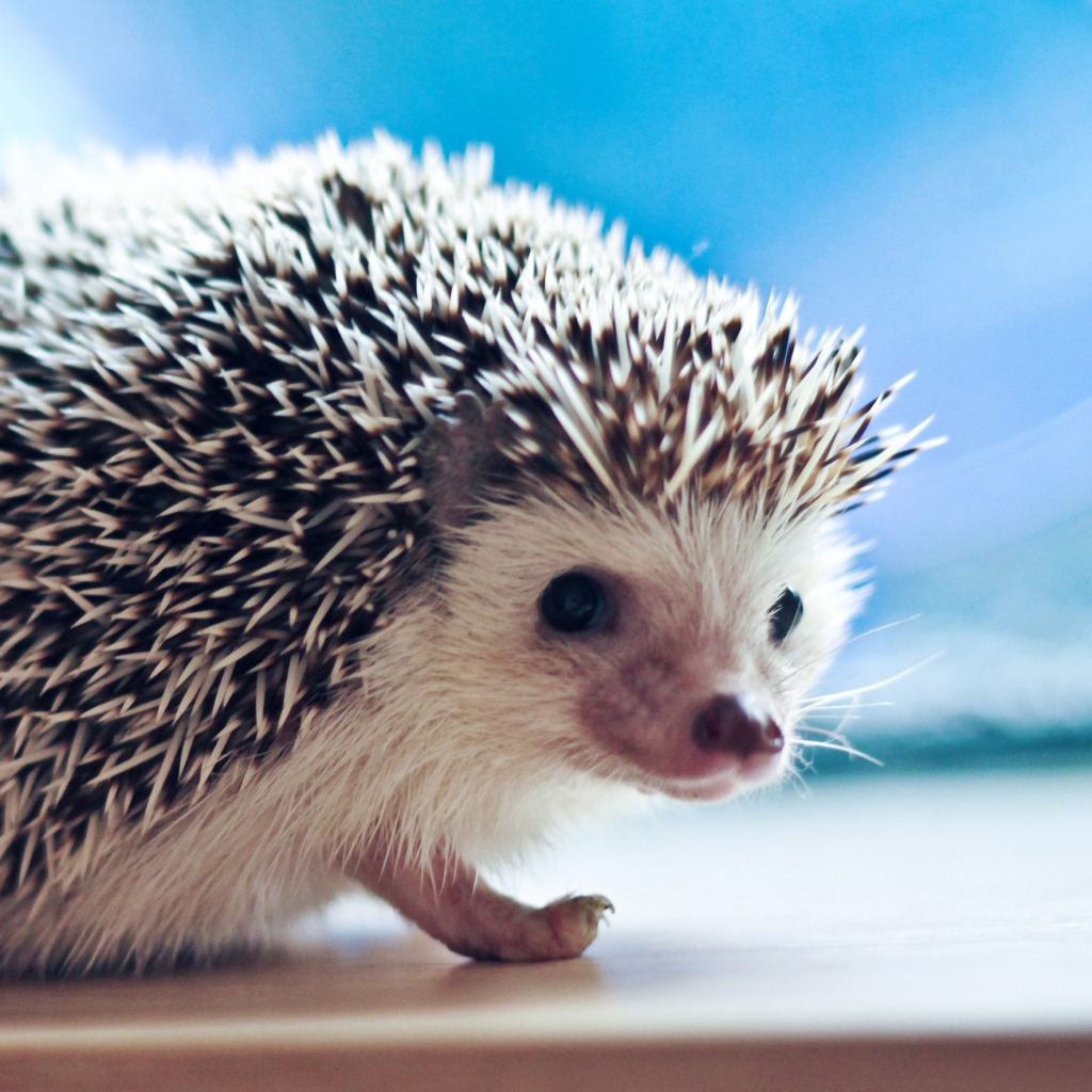 Das Cute Hedgehog Wallpaper 1024x1024