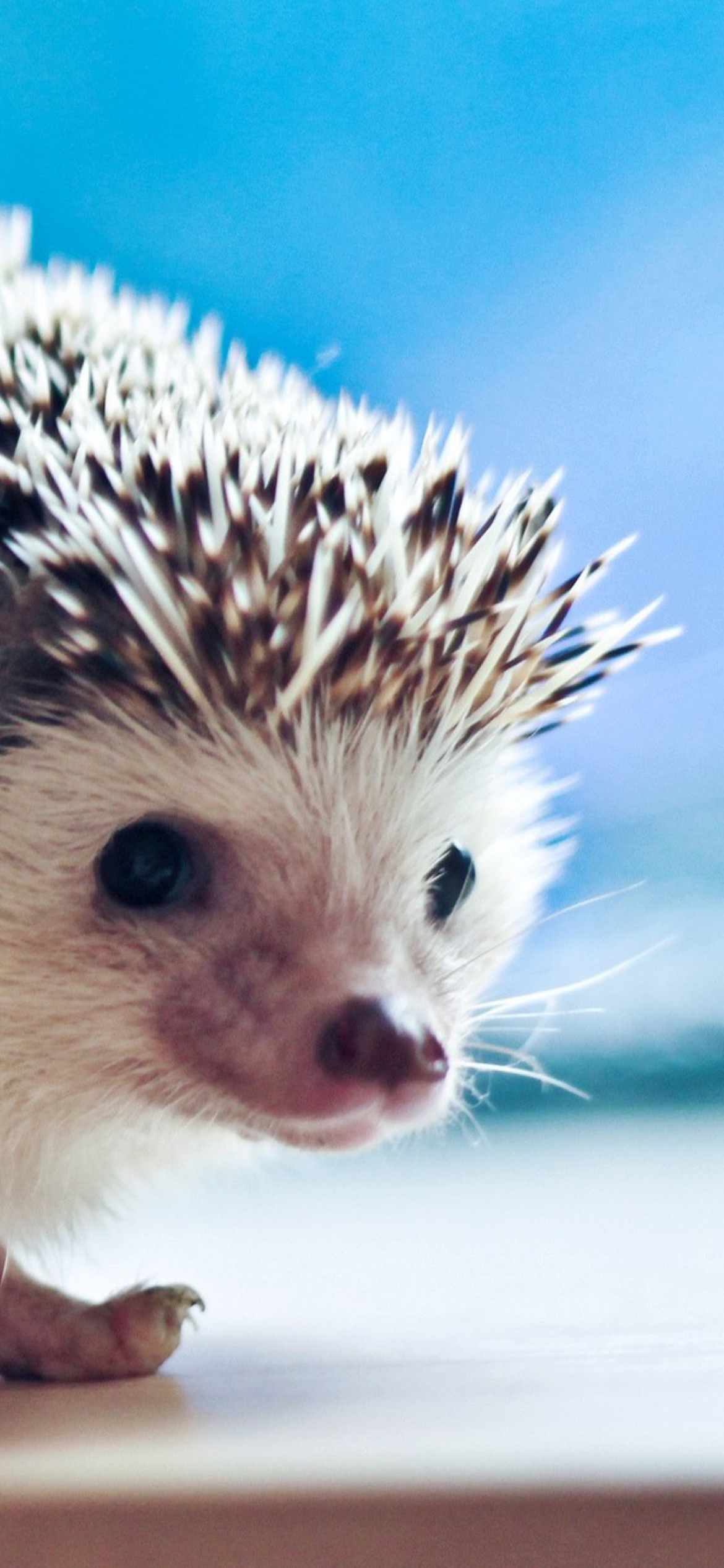 Das Cute Hedgehog Wallpaper 1170x2532