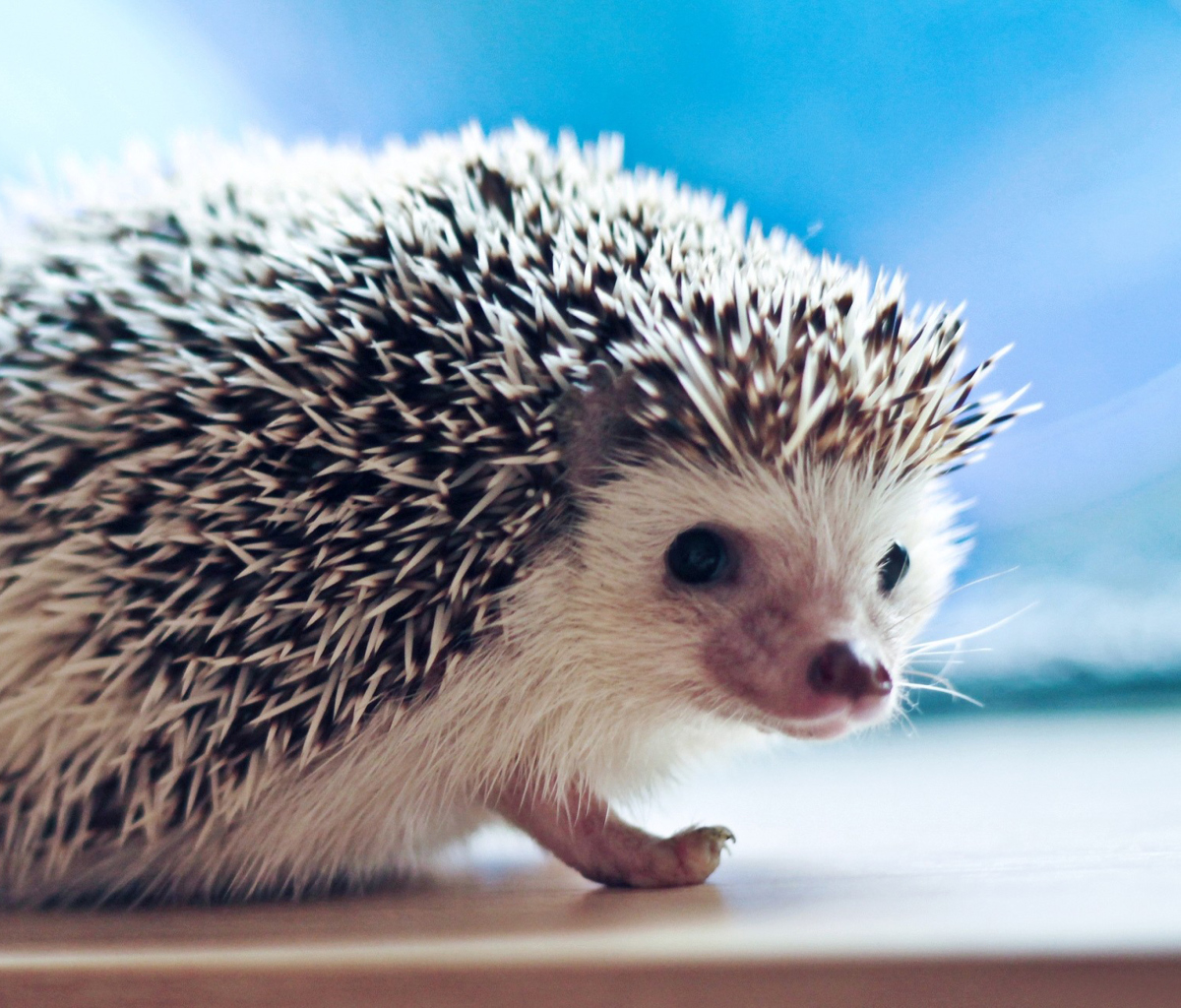 Обои Cute Hedgehog 1200x1024