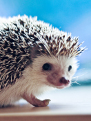 Fondo de pantalla Cute Hedgehog 132x176
