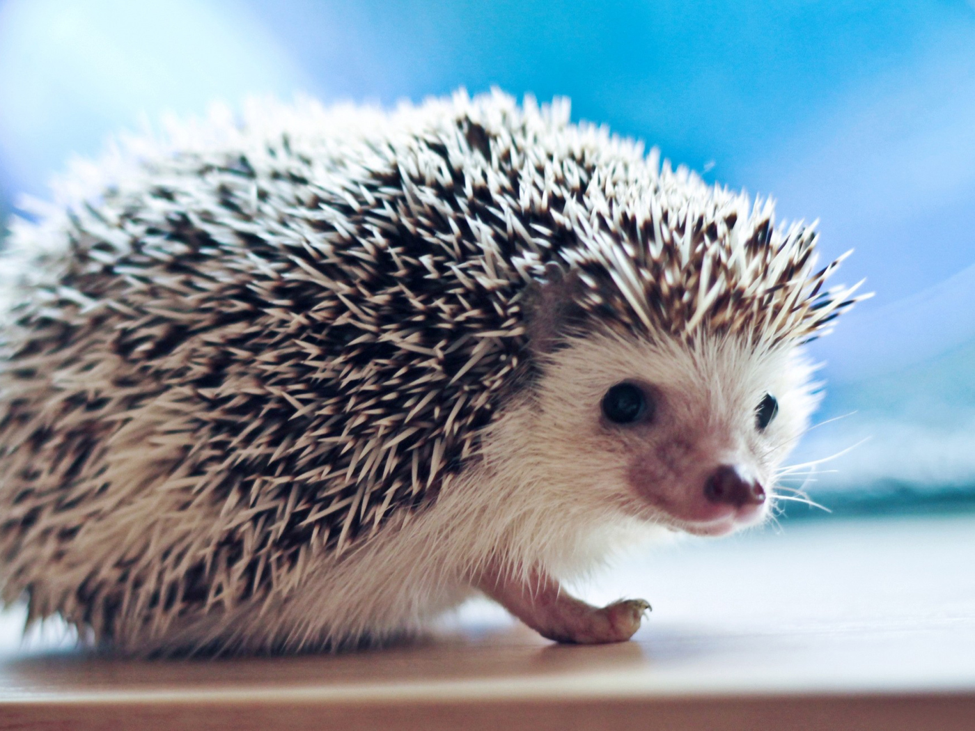 Cute Hedgehog wallpaper 1400x1050