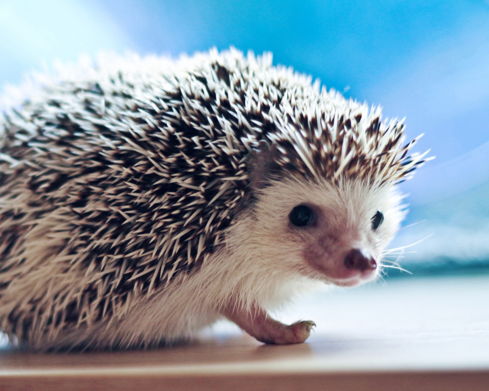 Fondo de pantalla Cute Hedgehog 1600x1280
