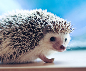 Das Cute Hedgehog Wallpaper 176x144