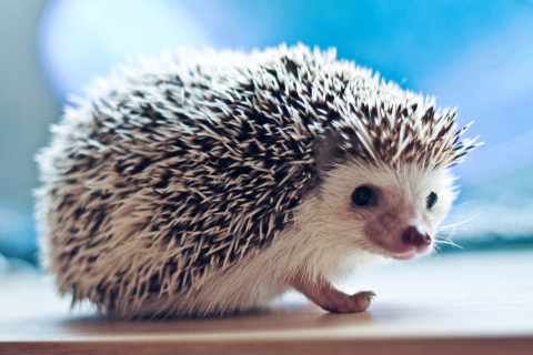 Das Cute Hedgehog Wallpaper 480x320